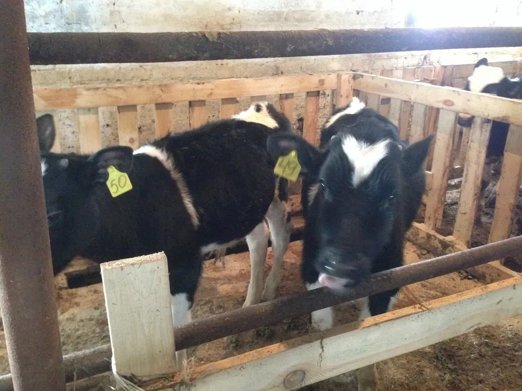 бычки черно-пестрые 80-120 кг в Магнитогорске