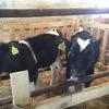 бычки черно-пестрые 80-120 кг в Магнитогорске