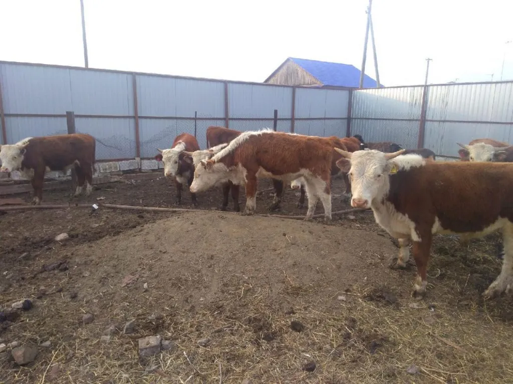 бычки Казахские Белоголовые в Магнитогорске 5