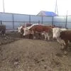 бычки Казахские Белоголовые в Магнитогорске 5
