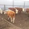 бычки Казахские Белоголовые в Магнитогорске